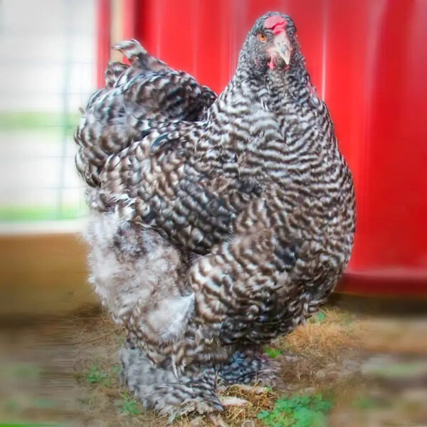 Barred Cochin Standard Chicken - Image 4