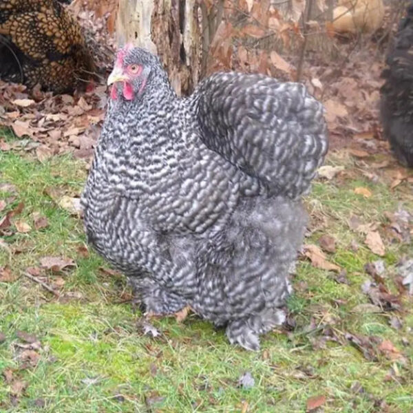 Barred Cochin Standard Chicken - Image 3