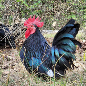Black Japanese Bantam