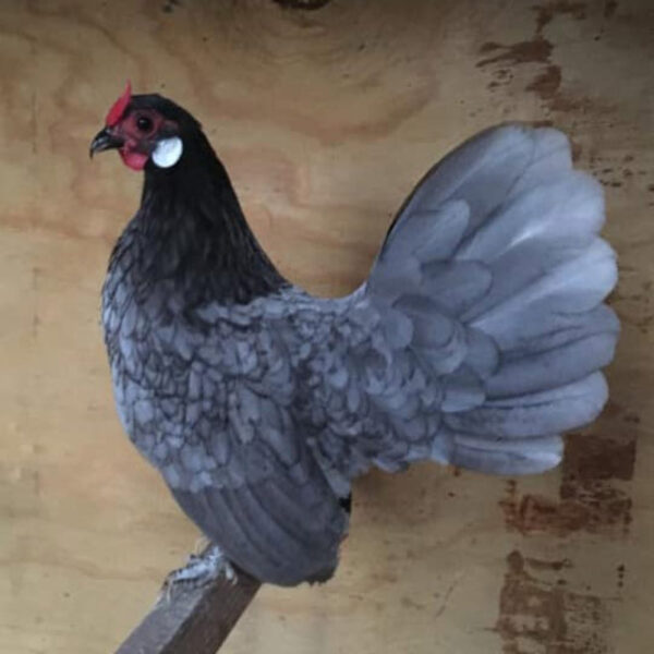 Blue Rosecomb Bantam - Image 4