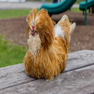 Buff_Laced_Polish_Chicken (1)