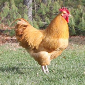 Buff Orpington Bantam