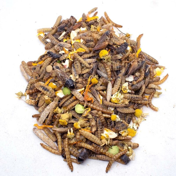 Chicken Candy Treat For Chickens: Bloomgrubs, Mealworms, Crickets, Corn, Peas, & More!