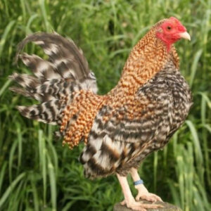 Crele Old English Game Bantam