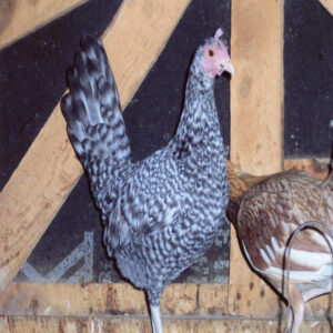 Cuckoo Standard Old English