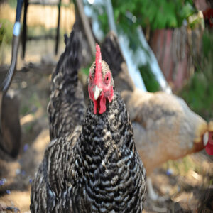 Cuckoo_Marans_01 (1)