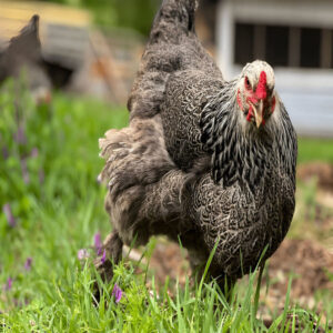 Dark Brahma Chicken
