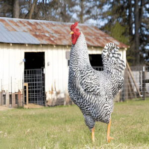 Dominique Chicken