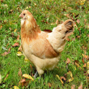 Easter Egger Bantam
