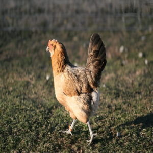 Easter_Egger (1)