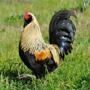 Easter_Egger_Bantam (1)