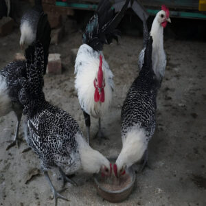 Egyptian_Fayoumis_1 (1)