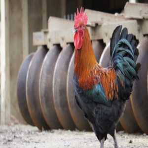 French_Black_Copper_Marans_01 (1)