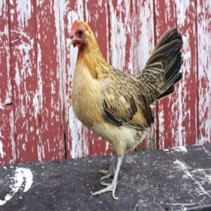 Ginger Red Old English Game Bantam