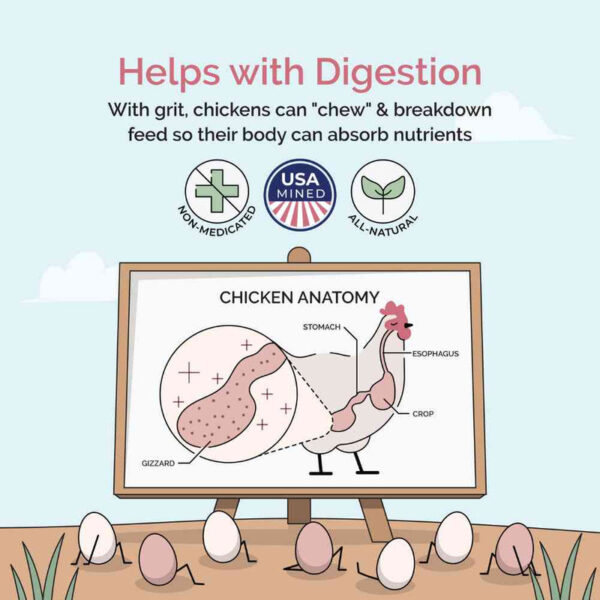 Chicken Grit - Image 5
