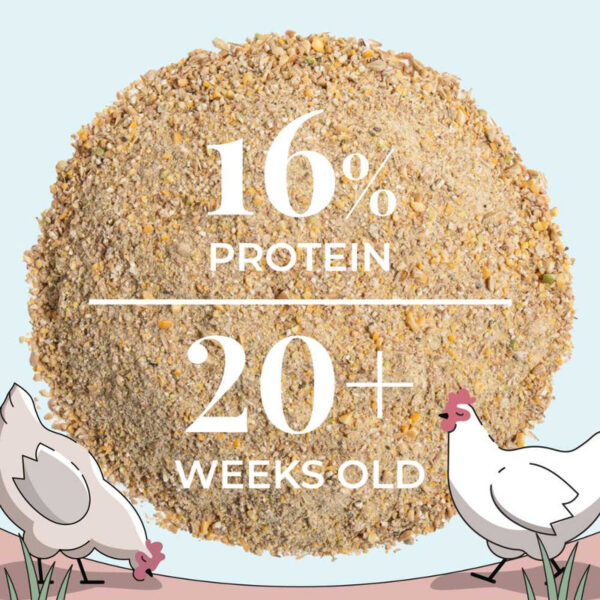 Layer Organic Chicken Feed - Image 15