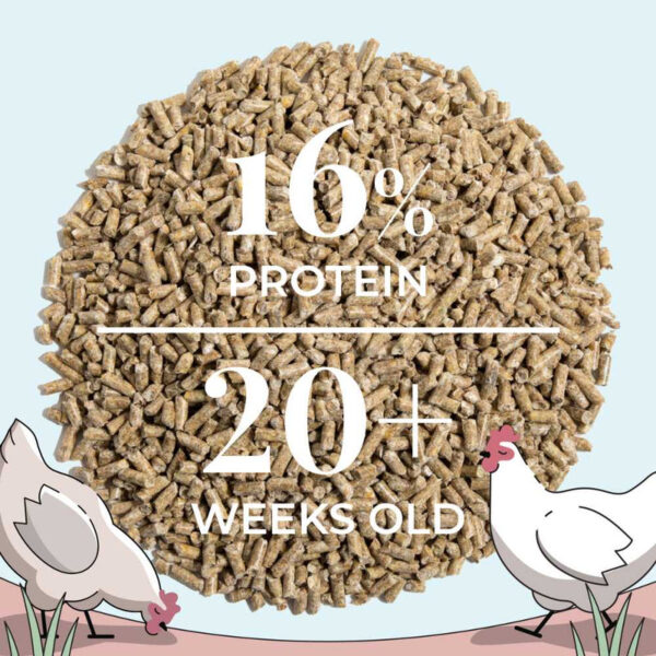Layer Organic Chicken Feed - Image 11