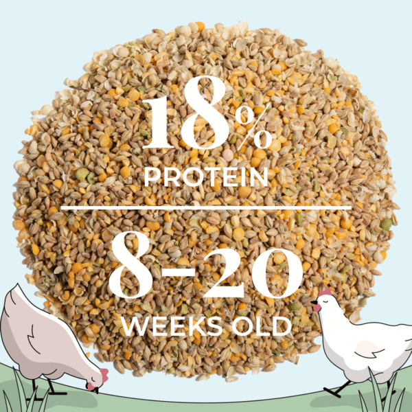 Grower Bundle | 12 Weeks of Organic Feed & Grit for 6 Pullets - Image 14