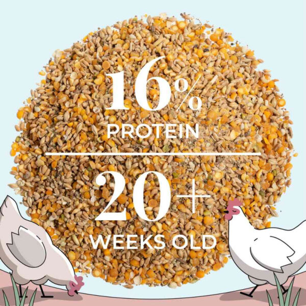Layer Organic Chicken Feed - Image 7