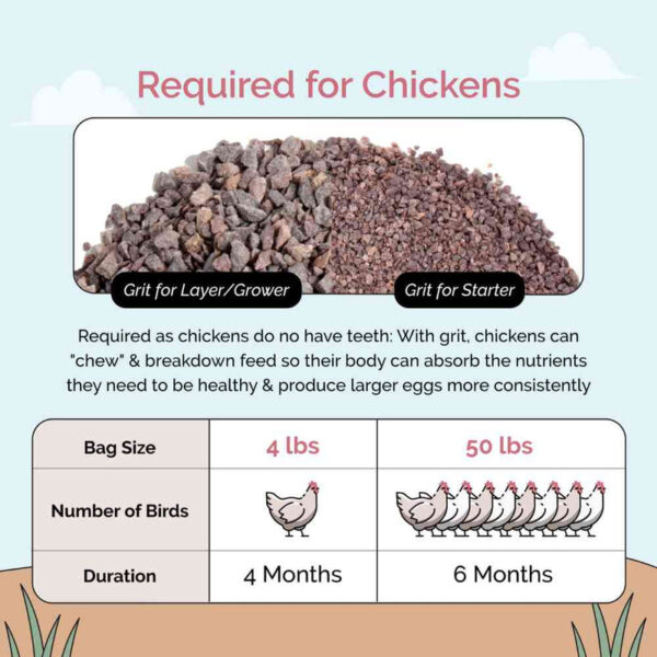 Chicken Grit - Image 3
