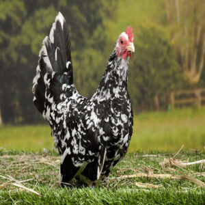 Mottled_Japanese_Bantam (2)