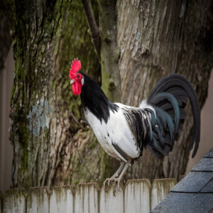 Lakenvelder Chicken