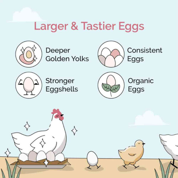 Starter Organic Chicken Feed - Image 8