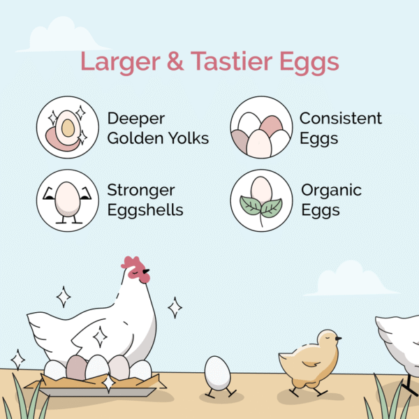 Starter Bundle | 8 Weeks of Organic Feed & Grit for 6 Chicks - Image 5