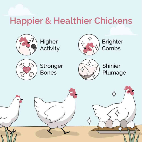 Starter Organic Chicken Feed - Image 9