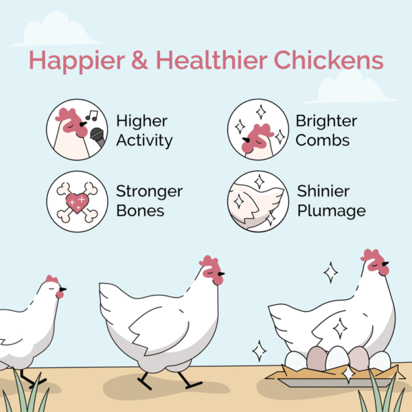 Starter Bundle | 8 Weeks of Organic Feed & Grit for 6 Chicks - Image 6
