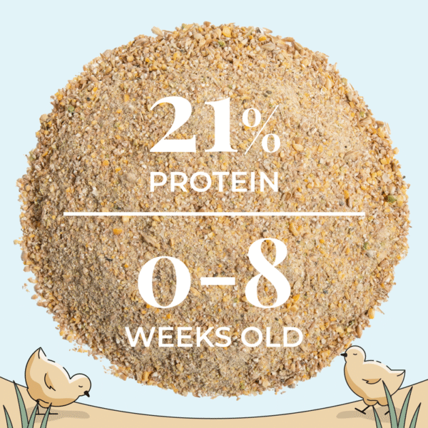Starter Bundle | 8 Weeks of Organic Feed & Grit for 6 Chicks - Image 11
