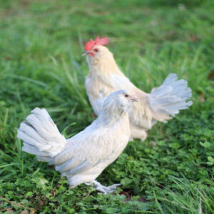 Porcelain d’Uccles Bantam