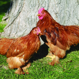 Red Cochin Bantam