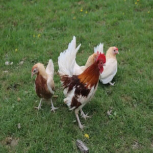 Red Pyle Old English Game Bantam
