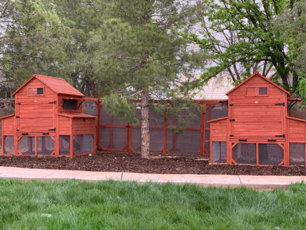 Rhode Island Homestead XL 10+ Chickens Hen House Only - Image 6