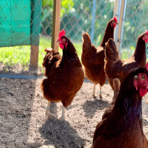 Rhode Island Red