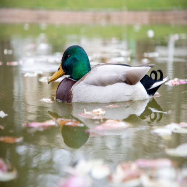 Rouen Ducks - Image 2