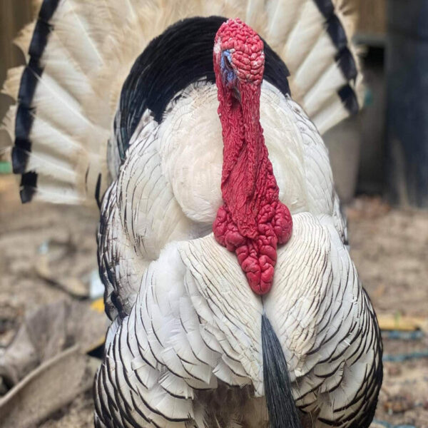 Royal Palm Turkey - Image 4