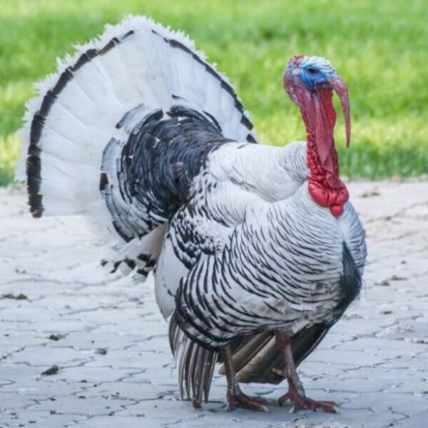 Royal Palm Turkey - Image 3