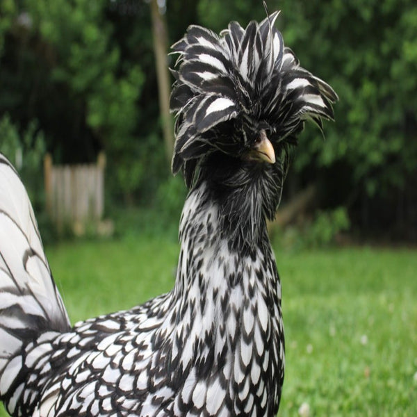 Silver Laced Polish Chicken - Image 3