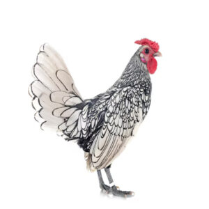 Silver Sebright Bantam