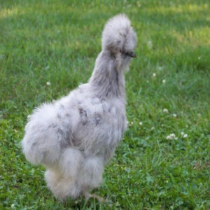 Splash Silkie Bantam