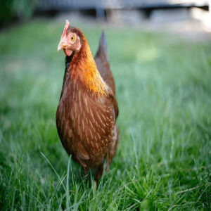 Welsummer Chicken
