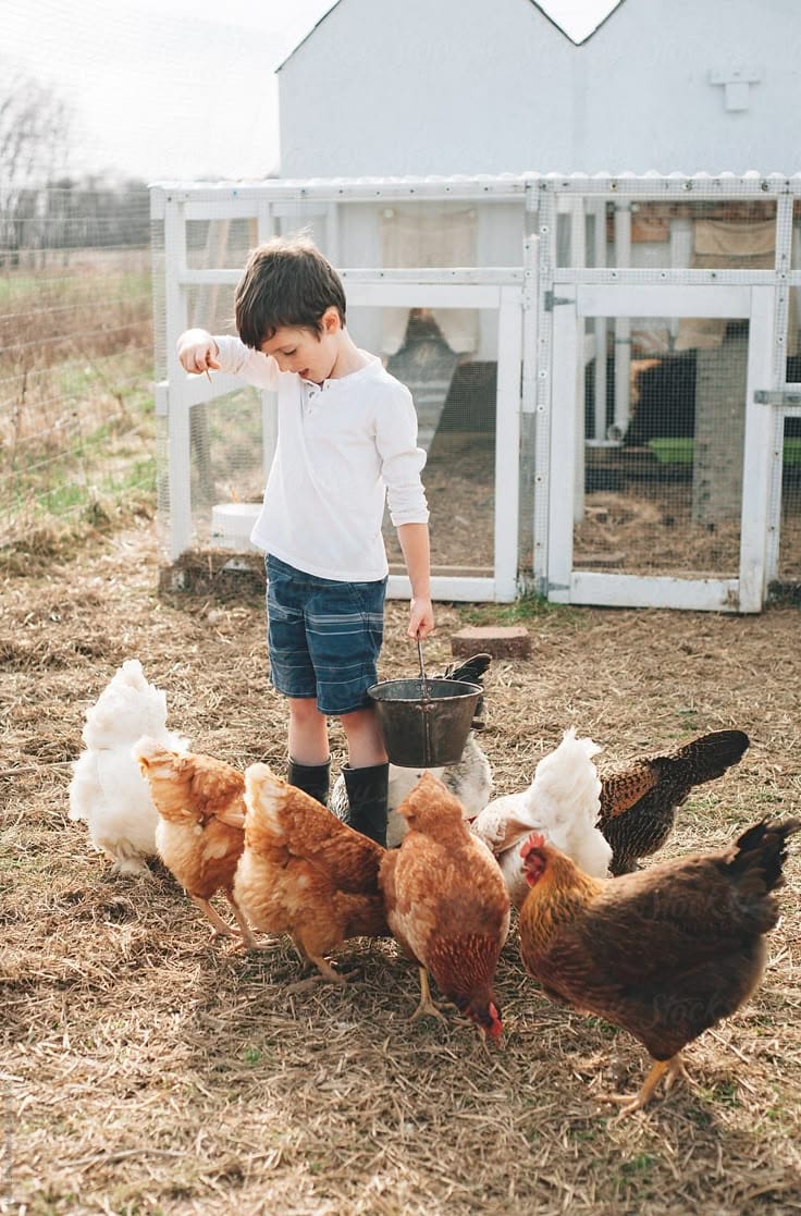 Child feeding chickens near coop