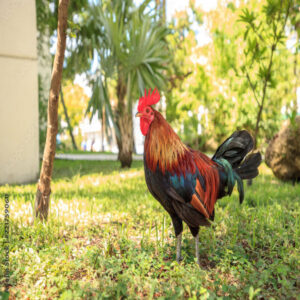 Wheaten Cubalaya Bantam